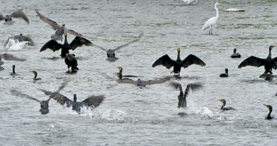 flock of great cormorant (Phalacrocorax carbo) take off from a river in japan