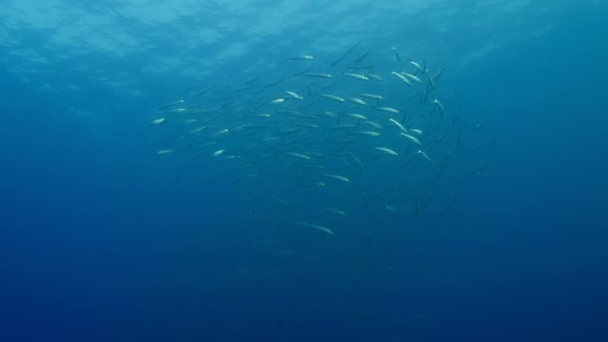 Circling School of Machete (Elops affinis), with surface visible. AKA Pacific Ladyfish, Pacific Tenpounder, Cortez Machete Filmed in La Paz, Baja California