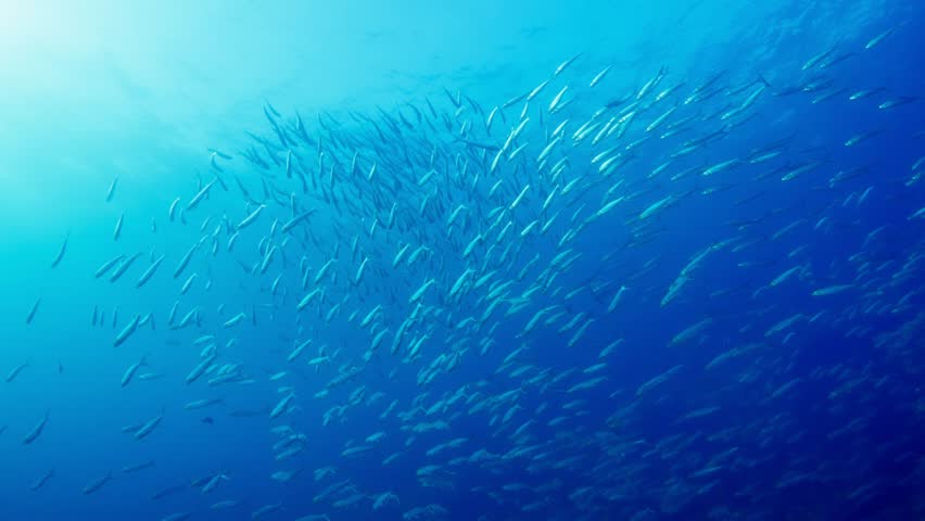 Circling School of Machete (Elops affinis), with surface visible. AKA Pacific Ladyfish, Pacific Tenpounder, Cortez Machete Filmed in La Paz, Baja California
