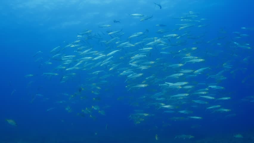 Circling School of Machete (Elops affinis), with surface visible. AKA Pacific Ladyfish, Pacific Tenpounder, Cortez Machete Filmed in La Paz, Baja California