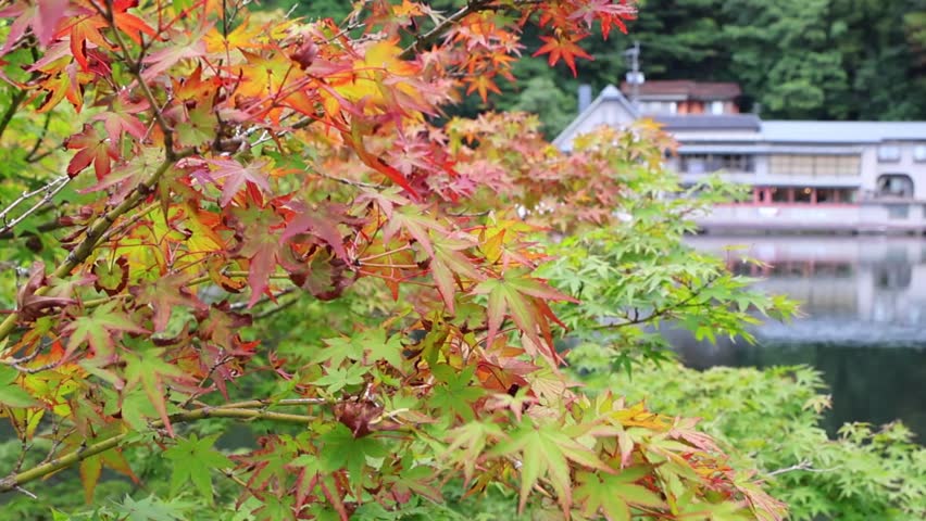 Focus shifts from vivid red autumn leaves to Kinrin Lake, revealing Tenso Shrine’s Torii and Restaurant Ranpusya reflecting beautifully