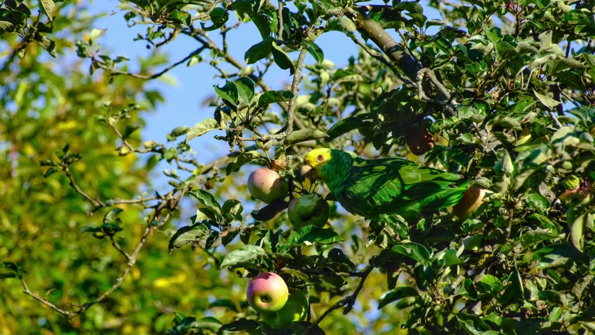 Close-up of a yellow-headed amazon parrot perching on a tree branch and eating an apple in Stuttgart, Germany