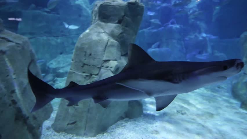 Underwater video showing colorful tropical fish swimming near rocks and sand inside a large aquarium tank. Peaceful marine life scene with clear blue water