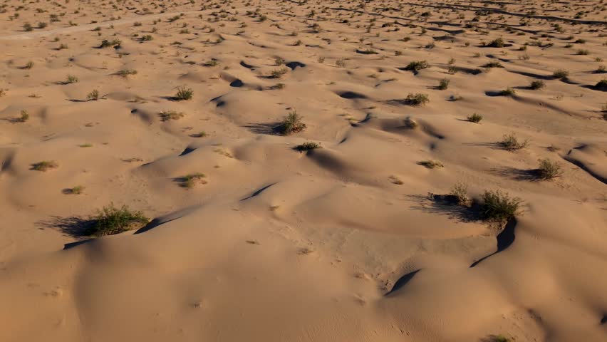 A sandy desert floor with scattered shrubs and small dunes, warm tones under morning sunlight