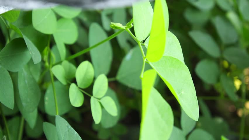 Vibrant, deep-purple butterfly pea flowers (Clitoria Ternatea) perfect for making natural blue tea. A stunning close-up of this beautiful, edible bloom.