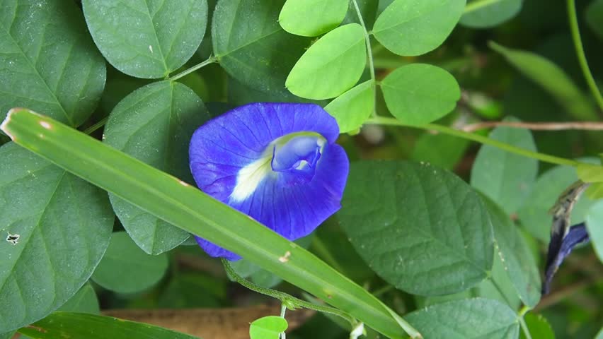 Vibrant, deep-purple butterfly pea flowers (Clitoria Ternatea) perfect for making natural blue tea. A stunning close-up of this beautiful, edible bloom.