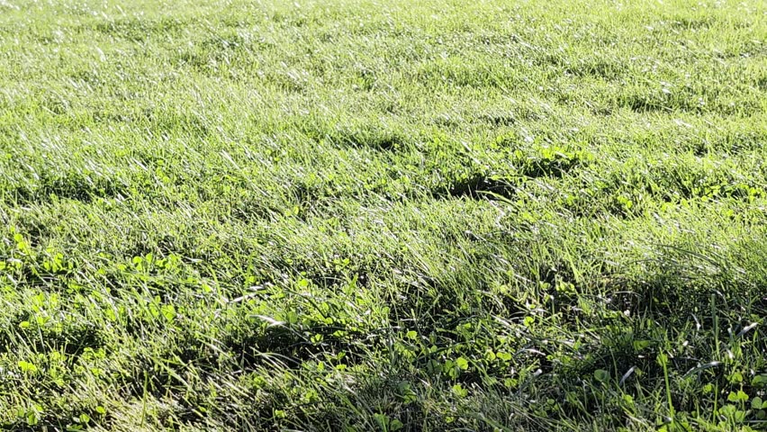 Fresh green lawn with uncut grass and clover swaying gently in the wind under the bright summer sun, creating a natural and peaceful textured background perfect for outdoor scenes