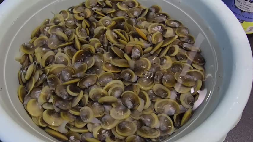 close up small clams soaking in salted water to purge sand, can be cook in steam or fried ,a kind of shellfish dish in Malaysia 