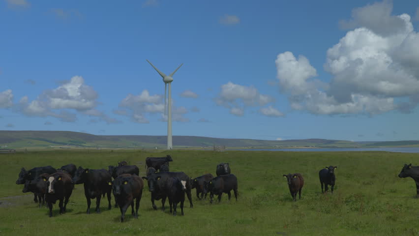 Wind turbines generating electricity near grazing cows on the island of Orkney, Scotland.