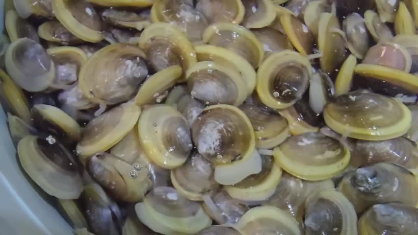 close up small clams soaking in salted water to purge sand, can be cook in steam or fried ,a kind of shellfish dish in Malaysia 