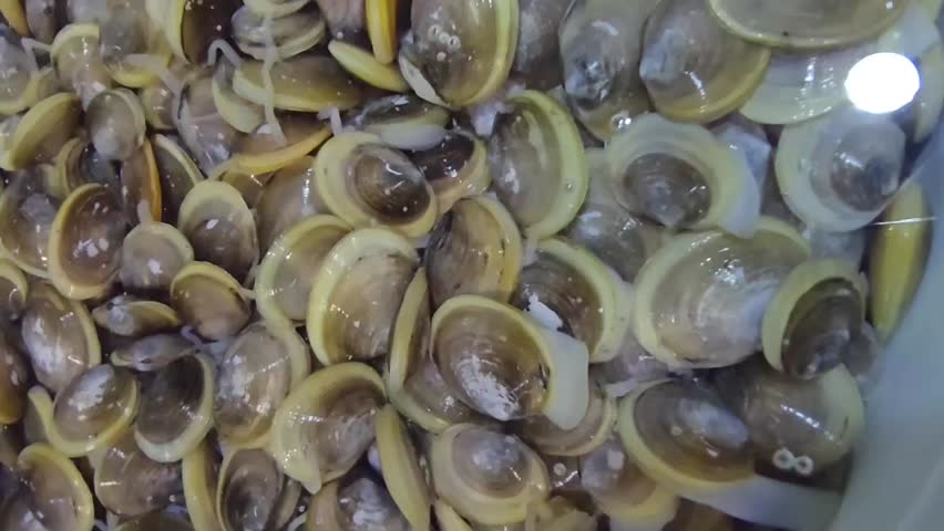 close up small clams soaking in salted water to purge sand, can be cook in steam or fried ,a kind of shellfish dish in Malaysia 