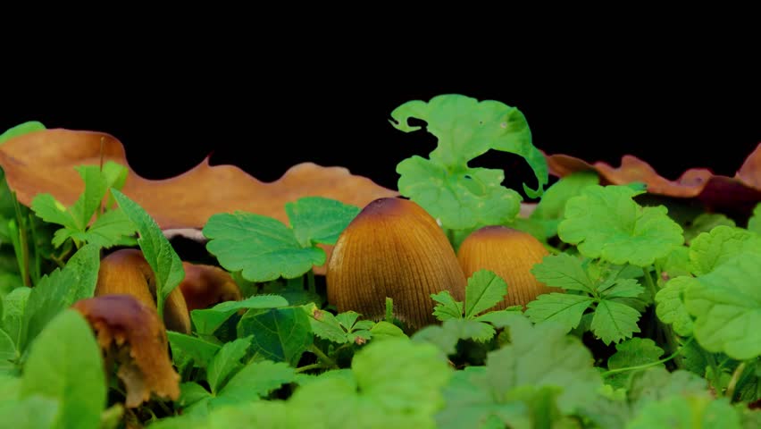 Timelapse, mushroom, mushrooms, inkwell, dung, coprinillus, nature, moss, grass, greenery, leaf, foliage, drop, rain, humidity, macro, macro photography, microcosm, earth, soil, autumn, wilting, growt