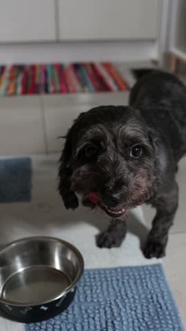 Cute domestic black dog lapping water from a stainless steel bowl standing on the kitchen floor