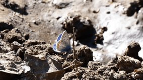 Handheld zoom shot of a delicate white-blue butterfly flying from clod to clod of soil, searching for moisture. A detailed nature scene with smooth camera movement and soft natural focus. - Powered by Shutterstock - Get 15% off with code: PIKWIZARD15