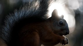 Close-up view of a eurasian red squirrel eating a nut in a forest, its silhouette backlit by the sun, then jumping out of the frame revealing a beautiful flare and autumn scenery - Powered by Shutterstock - Get 15% off with code: PIKWIZARD15
