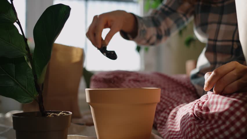 Close-up of a gardener's hands carefully adding fresh potting soil into a terracotta flower pot, preparing to transplant a ficus lyrata houseplant in a sunlit room filled with greenery