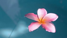 pink frangipani flower gently floating on calm water surface with sunlight and droplets on petal, peaceful and relaxing scene for wellness spa, tropical atmosphere, tranquility and nature aesthetics - Powered by Shutterstock - Get 15% off with code: PIKWIZARD15