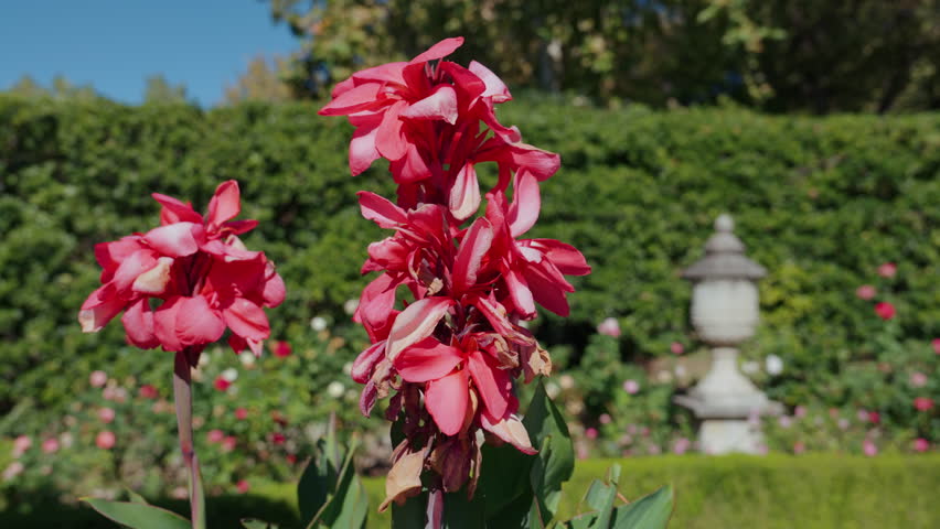 Botanical garden flowers in Dallas, Texas