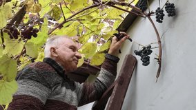 A close up shot of a senior man using pruning shears to carefully harvest ripe grapes from a lush vine, standing on a ladder next to a light house wall, capturing the essence of fall - Powered by Shutterstock - Get 15% off with code: PIKWIZARD15