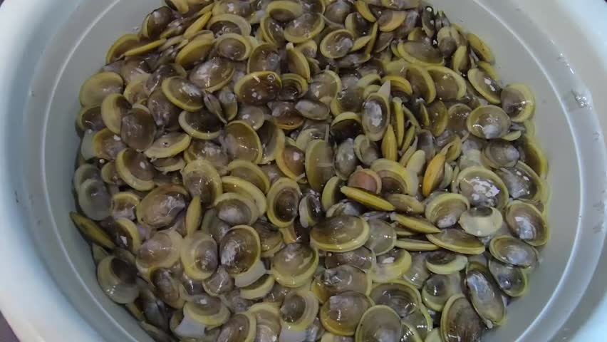 close up small clams soaking in salted water to purge sand, can be cook in steam or fried ,a kind of shellfish dish in Malaysia 