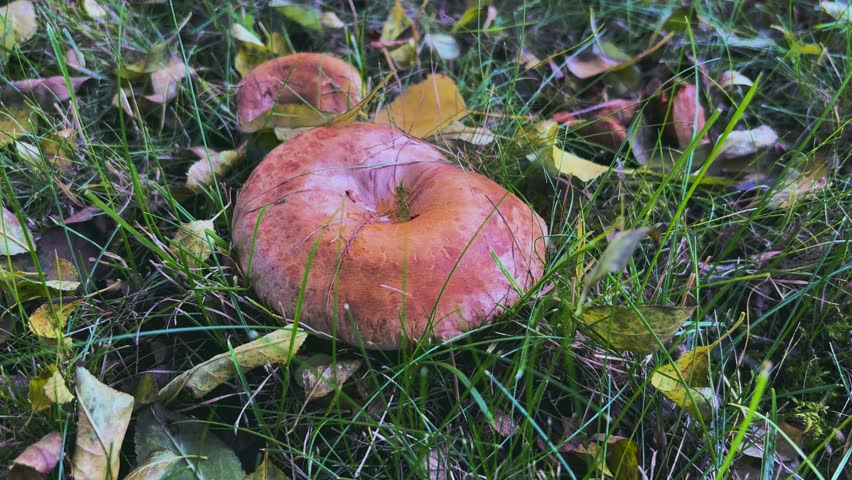 Magnificent white fantastic mushrooms grow on the lawn under the tree.