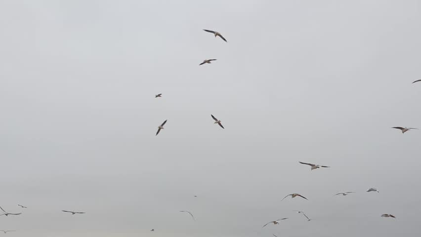 Seagulls flying in overcast grey sky with soft clouds in slowmotion