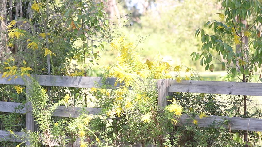 Yellow flowers blowing in a breeze by a wooden fence!