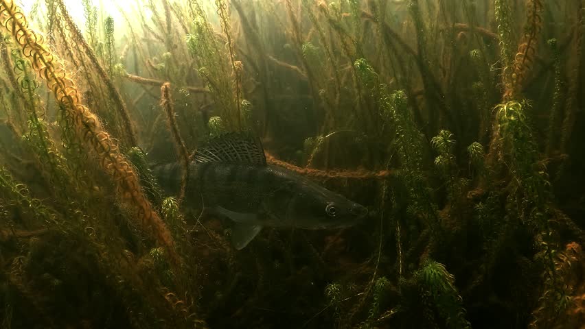 Close-up of a zander – Sander lucioperca – camouflaged in aquatic plants, motionless and alert, showcasing ambush behavior in freshwater habitat.