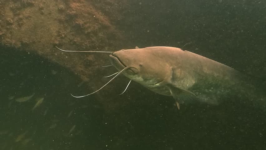 Extreme close-up on the eye of a wels catfish – Silurus glanis – showing its sensitive sensory organ adapted for murky environments. Captures the apex predator’s awareness in low light.
