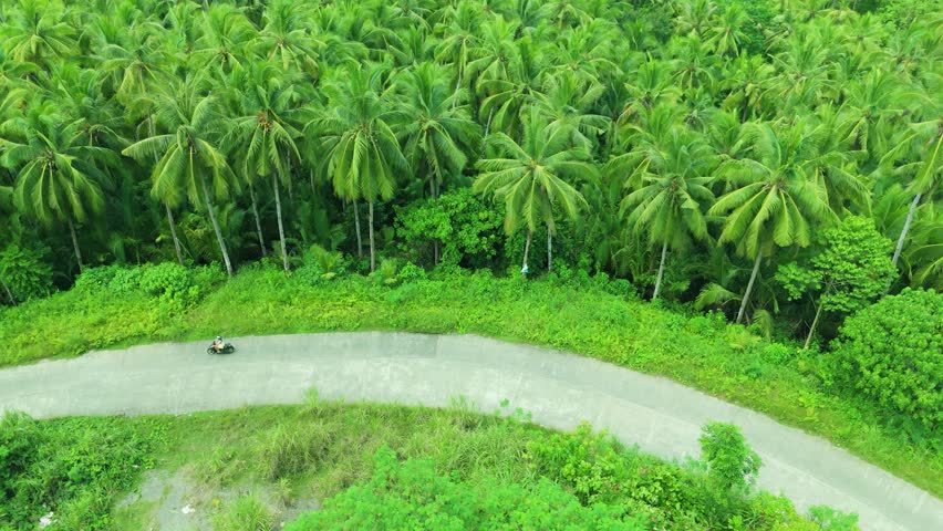 Aerial of a man riding a motorcycle on a winding road through a tropical palm forest in Panama.