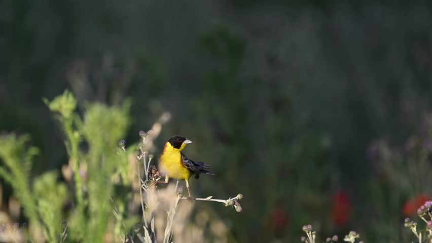 Black-headed bunting Emberiza melanocephala in the wild. Slow motion.