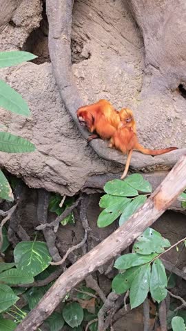 Golden tamarin mother with baby clinging on rocky tree roots