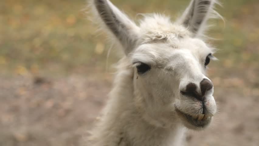 Llama animal, Lama glama, domestic animal close up