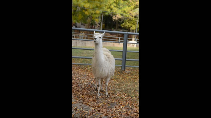 Llama animal, Lama glama, domestic animal close up