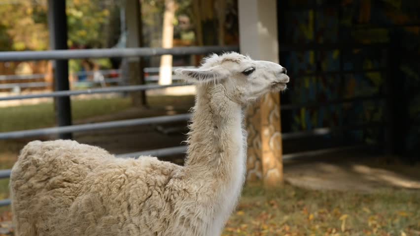 Llama animal, Lama glama, domestic animal close up