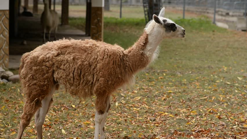 Llama animal, Lama glama, domestic animal close up