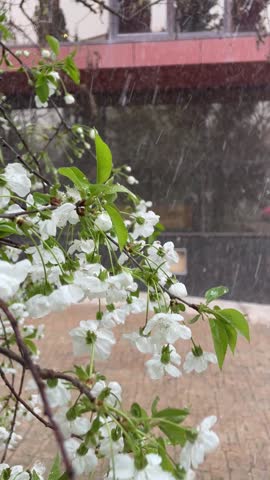 Cherry blossoms spring snow white flowers blooming during unexpected late season snowfall vertical video