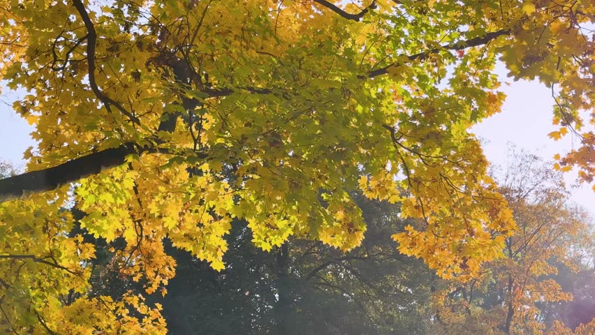 Warsaw, the capital of Poland, and the leaves painted in autumn colors