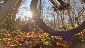 CLOSE UP, LENS FLARE, SLOW MOTION: Mountain bike ride over mossy rocks and autumn leaves illuminated by sunlight. Downhill rider on a playful descent along forest trail strewn with brown fallen leaves - Powered by Shutterstock - Get 15% off with code: PIKWIZARD15