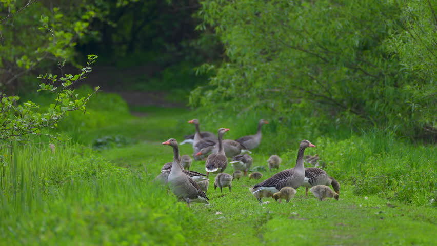 a flock of wild geese with goslings in the green grass
