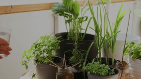 A woman waters a basil plant in a pot and gently adjusts it by hand. Nearby on the balcony table are rosemary, green garlic, and a spathiphyllum, creating a cozy and fresh plant care scene. - Powered by Shutterstock - Get 15% off with code: PIKWIZARD15