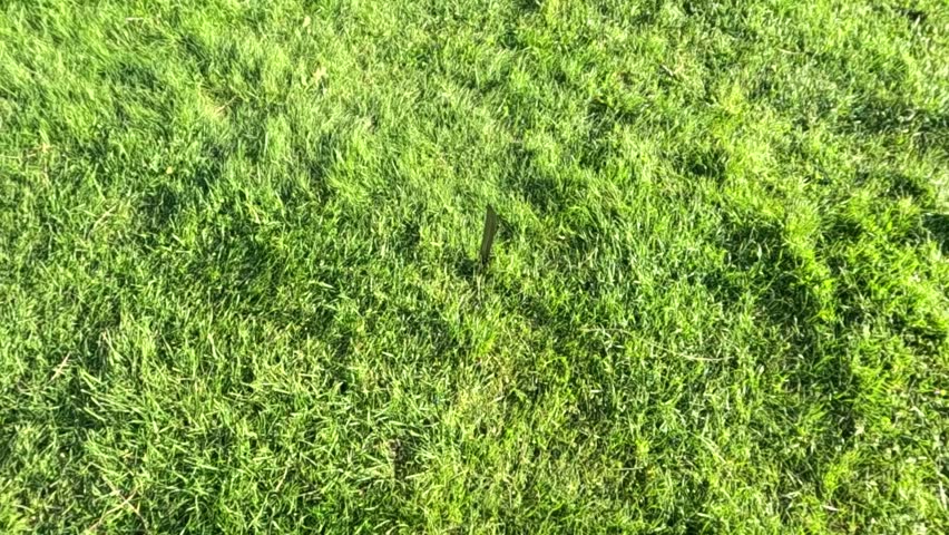 A falling purple water balloon hits the grassy ground and explodes on impact, releasing a fast expanding sphere of clear water captured in vivid slow motion with crisp splash details