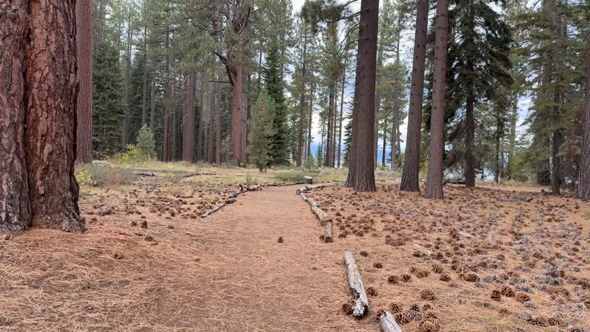 Path with pinecones and pinestraw in wooded area of tall evergreen trees in lake tahoe california