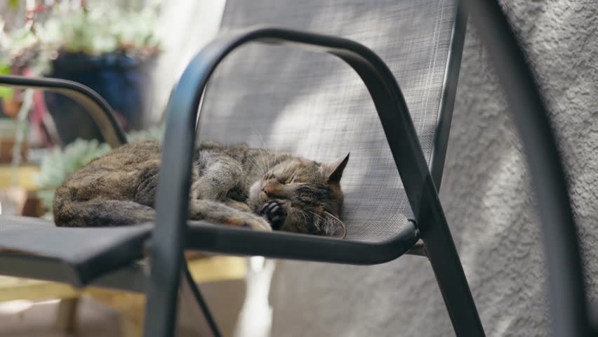 a Cute Tabby Cat Sleeping and Stretching on an Outdoor Patio Chair