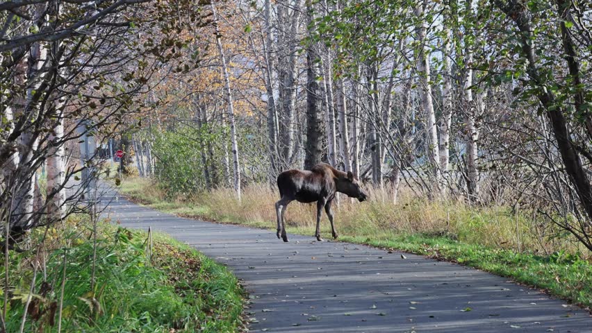 Young moose walking through autumn forest in Anchorage, Alaska. Wild moose captured in urban environment, moving peacefully among trees. Wild nature of Alaska, USA. 