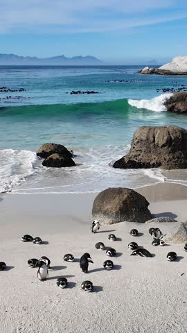 Boulders Beach At Cape Town In South Africa. Penguin Colony Scene. Wild Animals. Beach Landscape. Boulders Beach At Cape Town In South Africa. Seascape View. Wildlife Marine Animal.