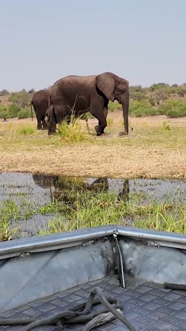 Safari Skyline At Chobe National Park In Kasane Botswana. African Animals Background. Wildlife Landscape. Chobe National Park At Kasane Botswana. Safari Scenery. Wild Scene.