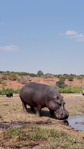 Hippopotamus In Water At Chobe National Park In Kasane Botswana. African Animals Background. Wildlife Landscape. Chobe National Park At Kasane Botswana. Safari Scenery. Wild Scene.