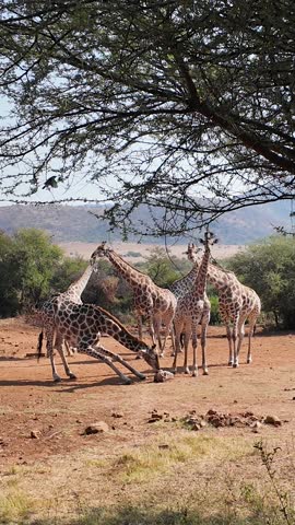 Wild Giraffes At Rustenburg In North West South Africa. African Animals Landscape. Pilanesberg National Park. Rustenburg At North West South Africa. Big Five Animals. Wildlife Safari.