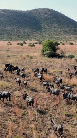 Wild Wildebeest At Pilanesberg National Park In North West South Africa. African Animals Migration. Wildlife Landscape. Pilanesberg National Park At North West South Africa. Big Five Animals.